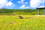 Rencontre avec une iguane pendant l'excursion en Guadeloupe